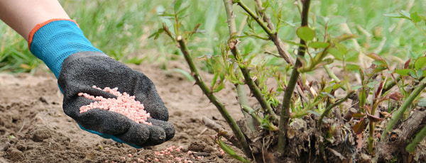 5 тайни на грижата за розите след зимата - Gradinamax 5 тайни на грижата за розите след зимата