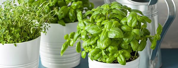 Ароматна подправка на перваза на прозореца: отглеждане на босилек в саксия - Gradinamax Ароматна подправка на перваза на прозореца: отглеждане на босилек в саксия
