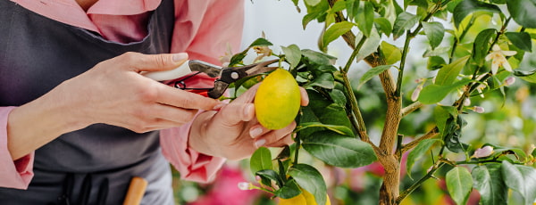 Домашен лимон - източник на витамини и освежаващ вкус - Gradinamax Домашен лимон - източник на витамини и освежаващ вкус