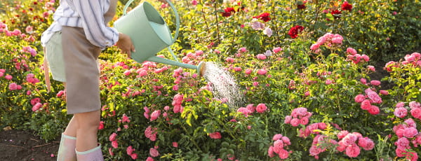 Грижа за розите през лятото: тайните на непрекъснатия цъфтеж - Gradinamax Грижа за розите през лятото: тайните на непрекъснатия цъфтеж