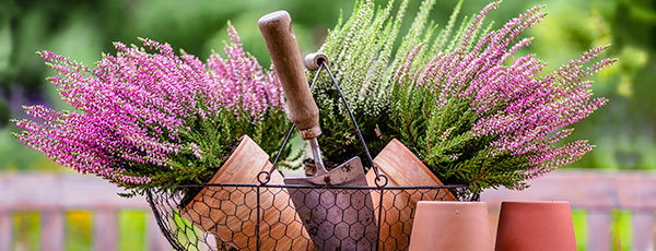 Хедър в градината: особености и тънкости на отглеждането - Gradinamax Хедър в градината: особености и тънкости на отглеждането