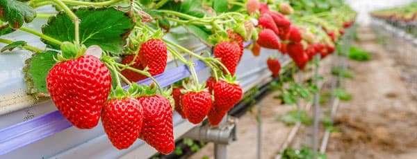Хидропоника за ягоди - прибиране на реколтата без лехи
