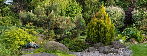 Най-добрите иглолистните растения за градината – ТОП 10 за сезона - Gradinamax Най-добрите иглолистните растения за градината – ТОП 10 за сезона