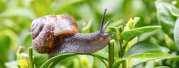 Как да отблъснем охлювите с природни средства? - Gradinamax Как да отблъснем охлювите с природни средства?