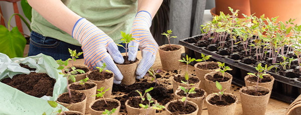 Как да подготвим разсад? Всичко, което трябва да знаете - Gradinamax Как да подготвим разсад? Всичко, което трябва да знаете