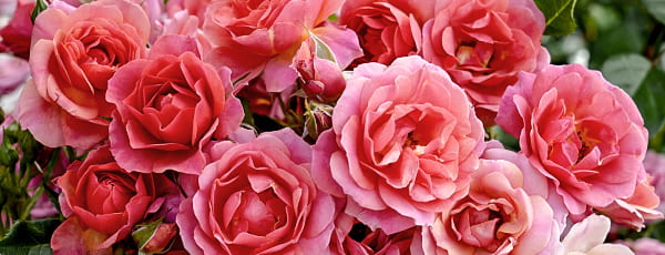 Как да се грижим правилно за сортовете рози Kordes - Gradinamax Как да се грижим правилно за сортовете рози Kordes