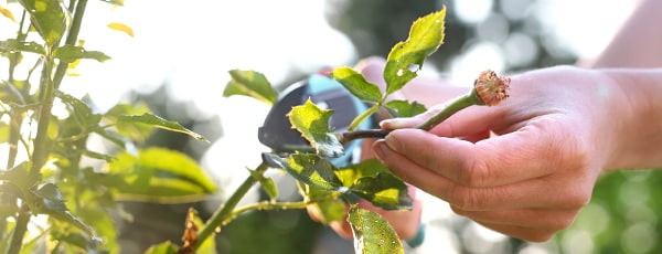 Как да се грижим за розите след цъфтежа? - Gradinamax Как да се грижим за розите след цъфтежа?