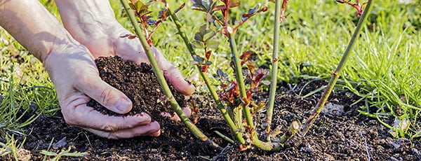 Как да засадим рози в земята - инструкции - Gradinamax Как да засадим рози в земята - инструкции