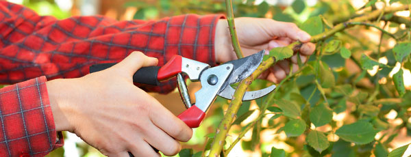 Как и кога да подрязваме розите? - Gradinamax Как и кога да подрязваме розите?