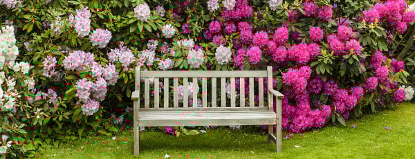 Какво да засадим до рододендрон?