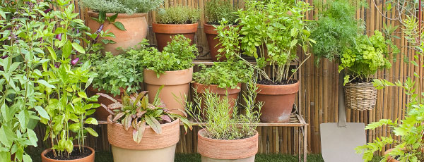 Кога да засеем зелени подправки? Започнете собствено производство! - Gradinamax Кога да засеем зелени подправки? Започнете собствено производство!