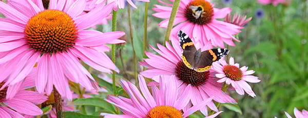 Кога се засаждат цветя - план за начинаещи цветари - Gradinamax Кога се засаждат цветя - план за начинаещи цветари