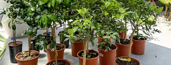 Колоновидни дървета в контейнер: как да отгледате мини-градина?