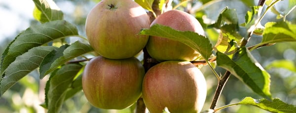 Колоновидни ябълкови дървета: компактна овощна градина с богата реколта