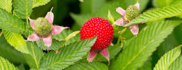 Малина-ягода: преглед на градински рядкости