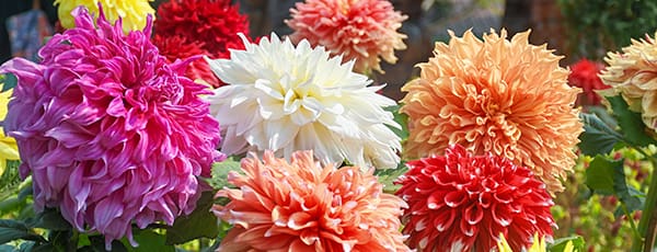 Многогодишни цветя, които цъфтят в годината на засаждане