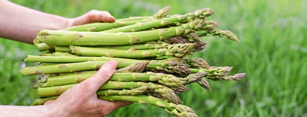 Отглеждане на аспержи - всичко, което трябва да знаете