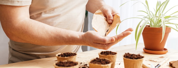 Отглеждане на лавандула в саксия: от посяването до зрял храст