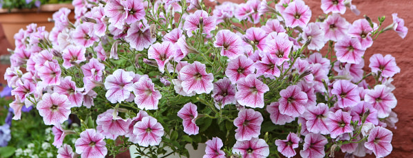 Открийте магията на балконските цветя: от засяването до цъфтежа