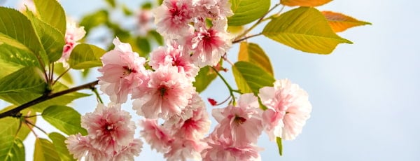 Открийте очарованието на японската вишна: как да се грижите за това растение, за да се насладите на буйния му цъфтеж?