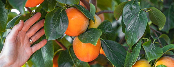 Персимона от засаждането до прибирането на реколтата - тайните на успешното отглеждане