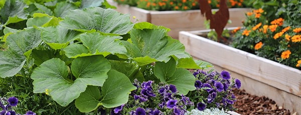 План за сеитба през май: подробен списък на зеленчуци и цветя