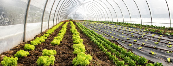 Подготовка на оранжерията преди пролетното засаждане - Gradinamax Подготовка на оранжерията преди пролетното засаждане