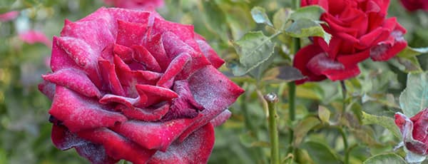 Праховита мана по розите - как да спасите растенията си? - Gradinamax Праховита мана по розите - как да спасите растенията си?