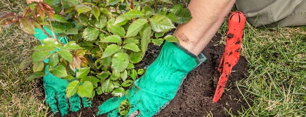 Предимства и особености на есенното засаждане на рози - Gradinamax Предимства и особености на есенното засаждане на рози