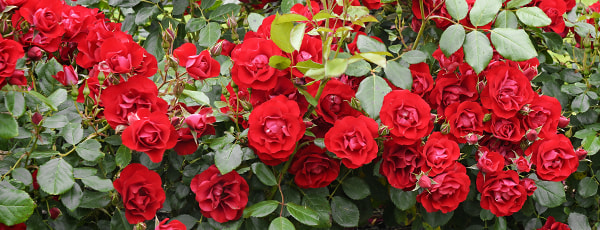 Пролетна грижа за розите - Gradinamax Пролетна грижа за розите