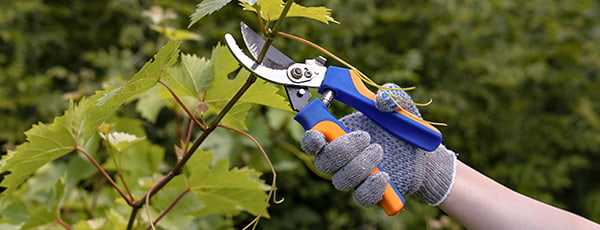 Стъпка по стъпка: правила за засаждане на лозя през пролетта