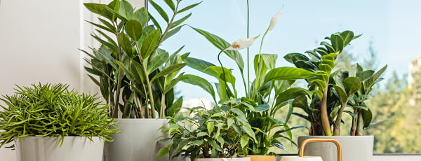 Тайните на процъфтяващото доларово дърво