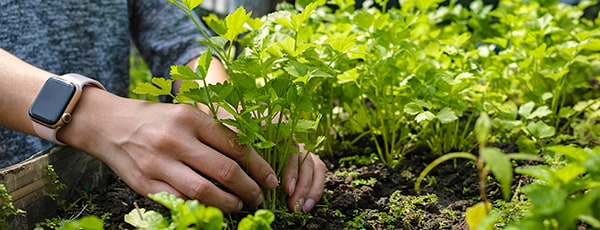 ТОП 10 зеленчуци, които може да отглежда дори начинаещ градинар - Gradinamax ТОП 10 зеленчуци, които може да отглежда дори начинаещ градинар
