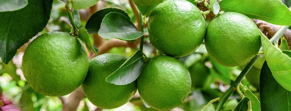 Три изпитани начина за отглеждане на лайм на перваза на прозореца - Gradinamax Три изпитани начина за отглеждане на лайм на перваза на прозореца