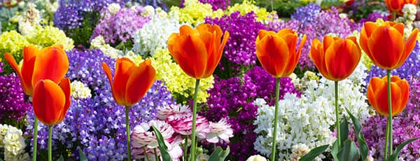 Цветни аранжировки от лалета и нарциси - Gradinamax Цветни аранжировки от лалета и нарциси