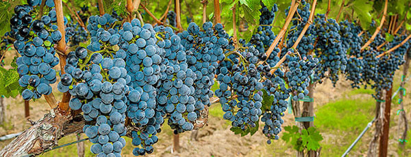 Засаждане на грозде през есента с разсад — полезни съвети - Gradinamax Засаждане на грозде през есента с разсад — полезни съвети