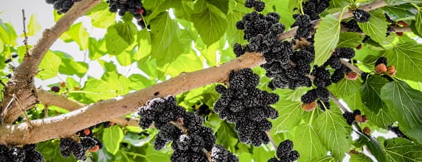 Защо да засаждаме черници: ползи, красота и страхотен вкус