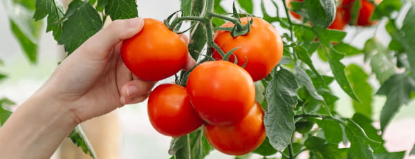 Зеленчукова градина на прозореца: 10 зеленчука, които са лесни за отглеждане у дома - Gradinamax Зеленчукова градина на прозореца: 10 зеленчука, които са лесни за отглеждане у дома