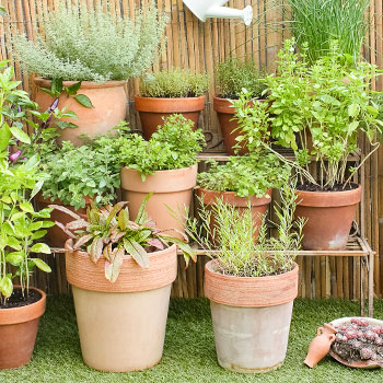 Билкова смес