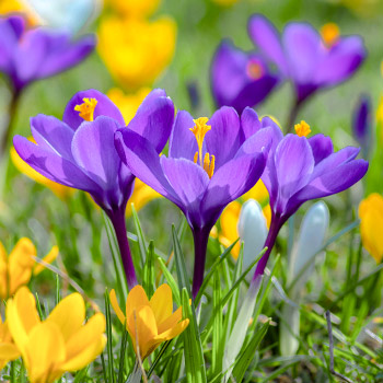 Ботанически минзухар