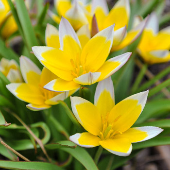 Ботаническо лале