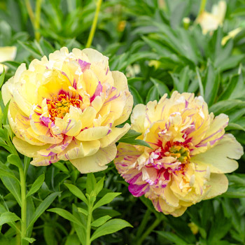 Божур (ито-хибрид)