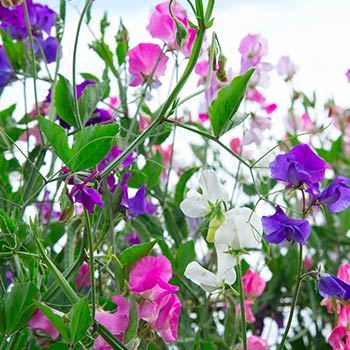 Декоративен грах