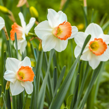 Нарцис едроцветен