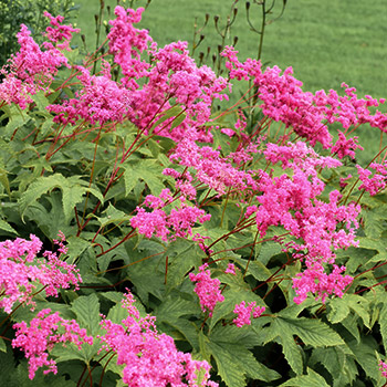 Филипендула