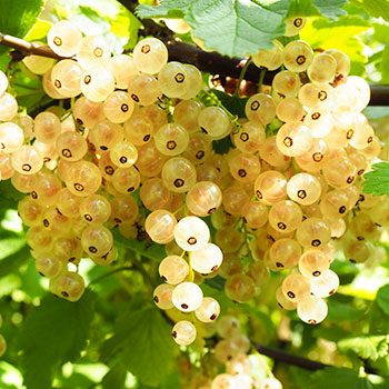 Френско грозде бяло