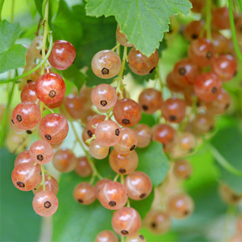 Френско грозде розово