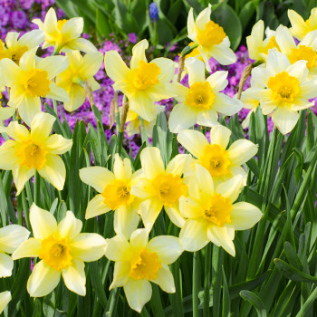 Хавлиен нарцис