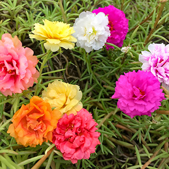 Калдъръмче