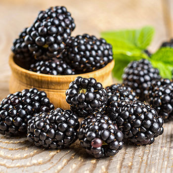 Къпина без бодли